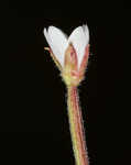 Fringed willowherb